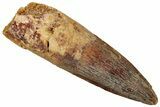 Fossil Spinosaurus Tooth - Real Dinosaur Tooth #322250-1
